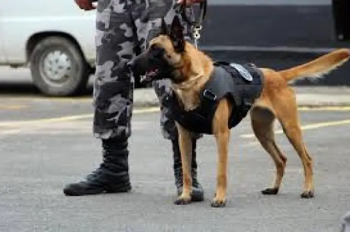 Homem continua fumando maconha na frente da PM e admite cultivo