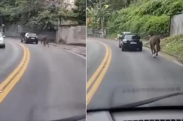 Homem é autuado pela polícia após arrastar de carro um cavalo amarrado por uma corda, em Petrópolis