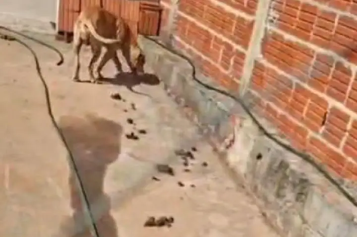 Homem é preso após cadela ser flagrada em situação de maus-tratos