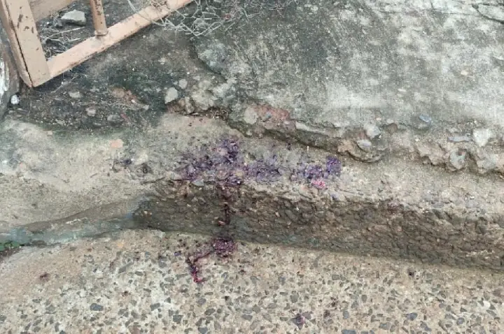 Homem é preso após golpear dois cães com facão; um deles morreu