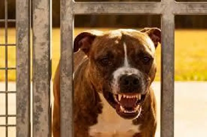 Homem invade casa e é atacado por pitbull; Veja