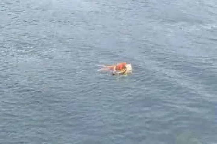 Homem se agarra a porta de geladeira e sobrevive no mar; VÍDEO