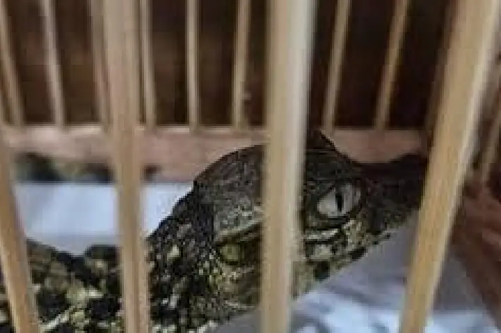Ibama encontra caranguejos, jacarés, saguis e jiboia em feira