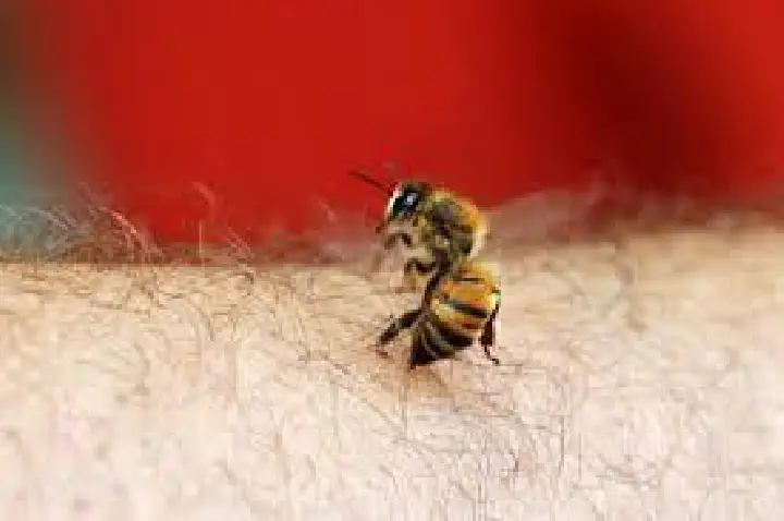 Idosa de 92 anos morre após ataque de abelhas; veja como agir