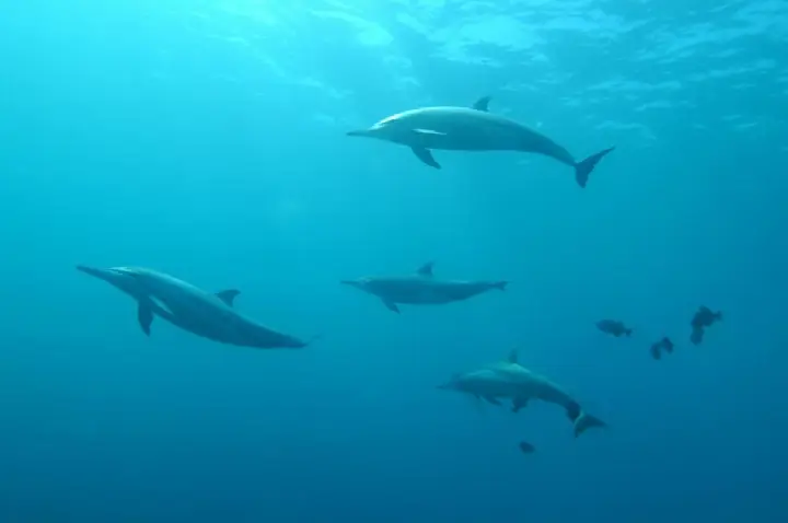 Irã avalia usar golfinhos com minas contra navios dos EUA