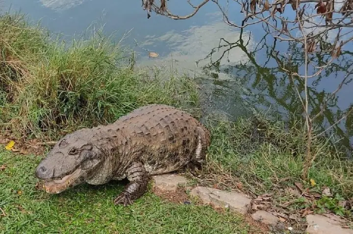 Jacaré vive há mais de 40 anos no Jardim Botânico de SP