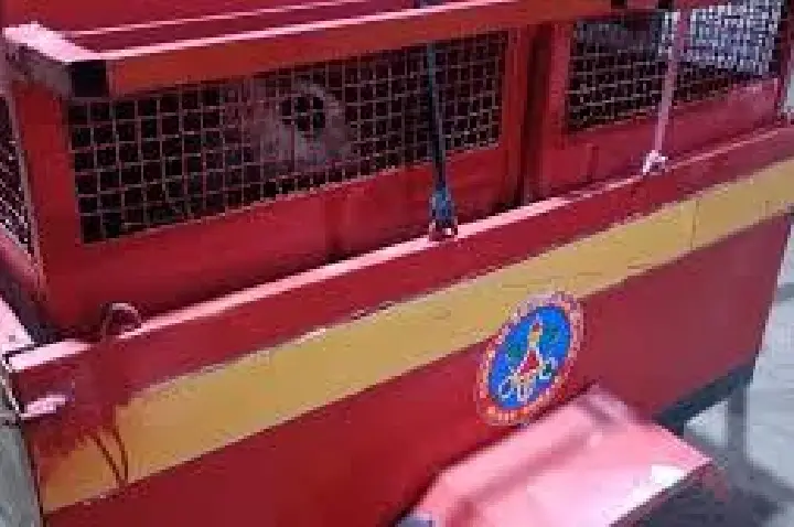 Mãe e filha de 3 anos são atacadas por pitbull adotado há 1 mês