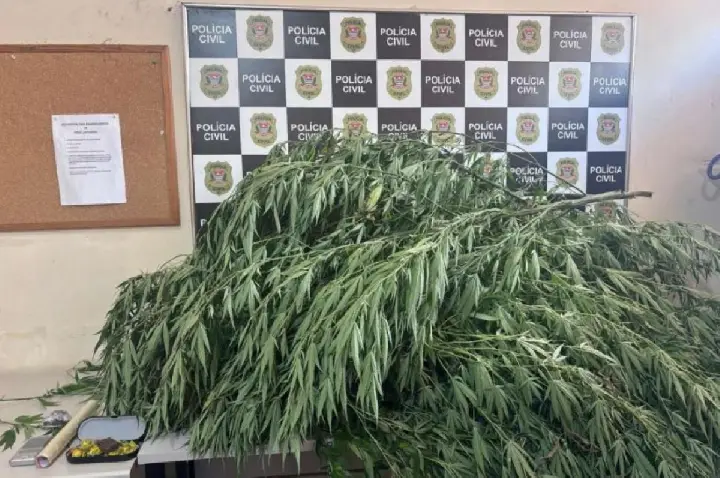Mãe e filho são presos com pés de maconha dentro de casa