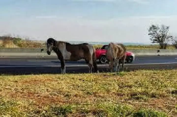 Mais cavalos são flagrados soltos às margens de rodovia em Bauru