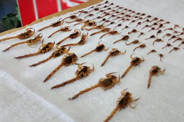 Mais de 250 escorpiões são encontrados em condomínio de SC