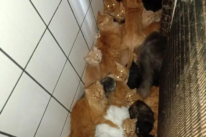 Mais de 400 gatos são encontrados em apartamento de idosa