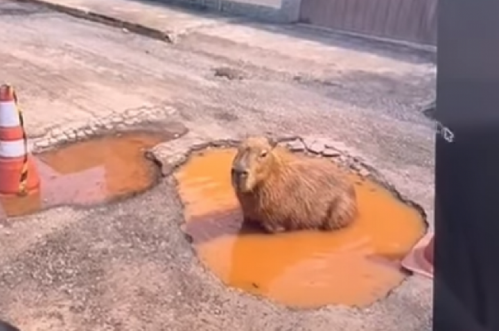 Morador cria capivara com IA e faz prefeitura tapar buraco; VÍDEO