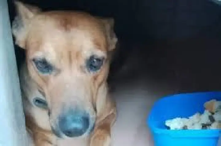 Morador de rua morre de hipotermia após não abandonar cachorro