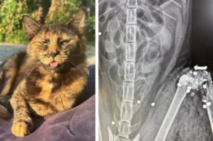 Moradora descobre corpo de gatinha morta com 27 tiros