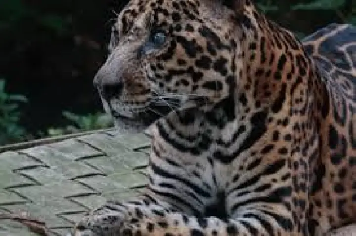Morre onça de cativeiro mais velha do mundo, aos 25 anos; VÍDEO