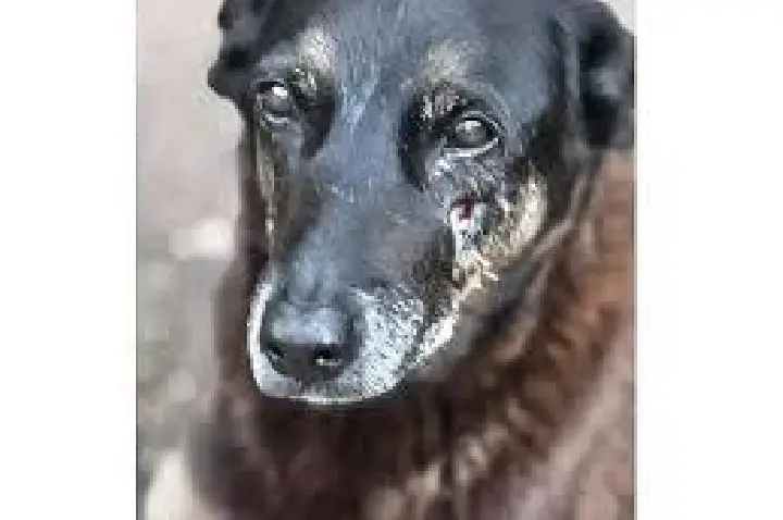 MP diz que cão Orelha não foi morto por adolescentes