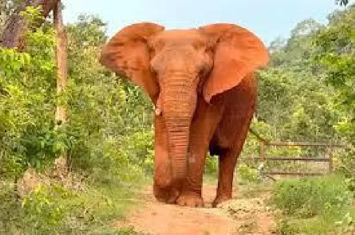 MT proíbe santuário de elefantes de receber novos animais
