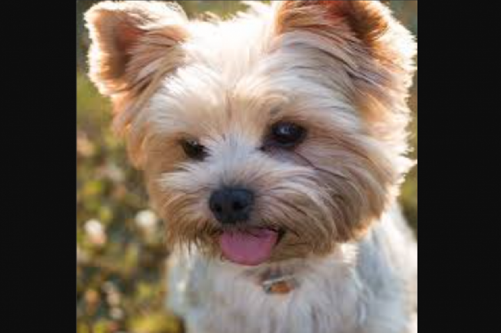 Mulher chama bombeiros para salvar 'filho', mas era um cãozinho