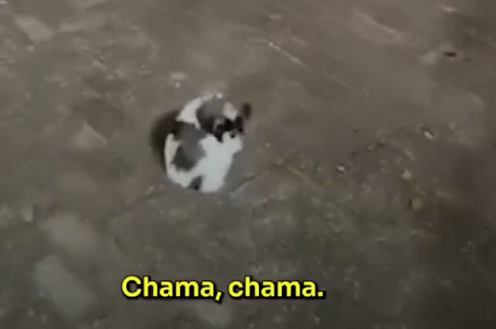 Mulher chuta filhote de cachorro e publica na internet