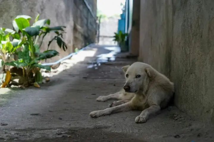 Mulher manda matar cachorro da própria filha por R$100