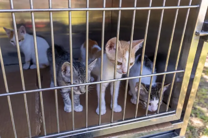 Noad apreende adolescente que torturou mais de 200 gatos em lives