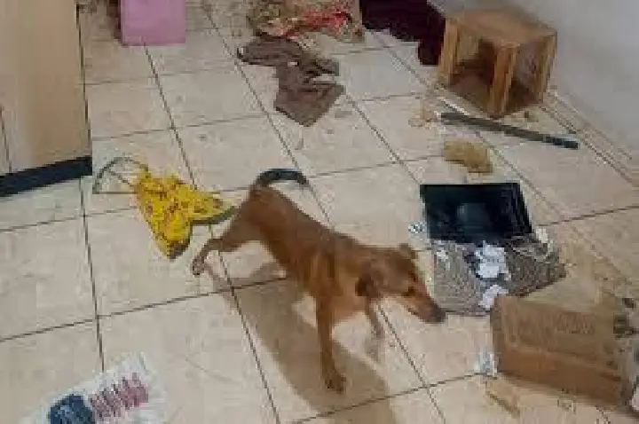 Nove animais são encontrados mortos em casa no Umuarama