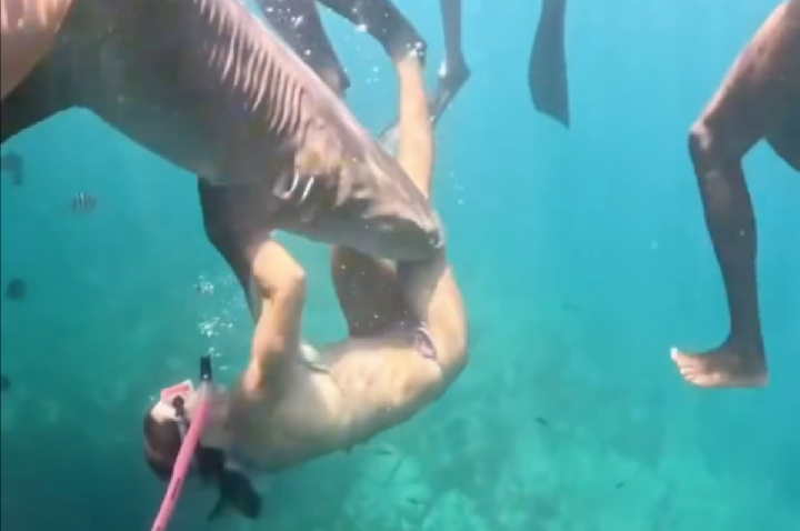 Novo vídeo mostra ângulo inédito de ataque de tubarão em Noronha