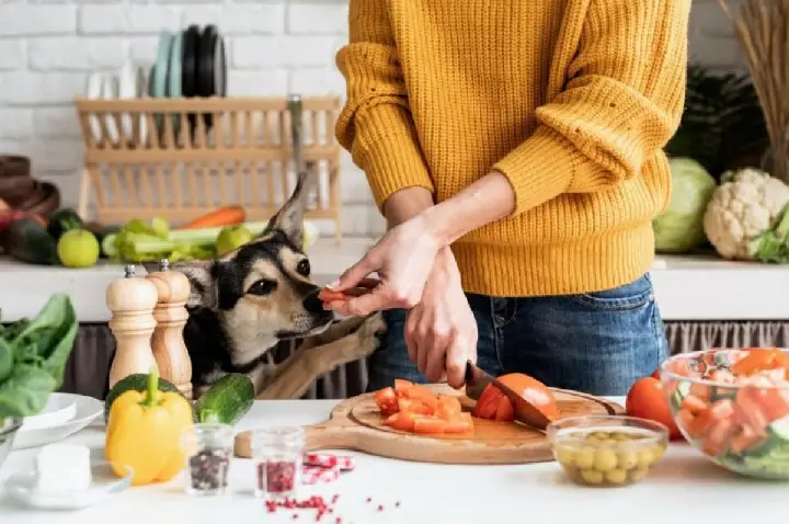 O que cães e gatos não podem comer?