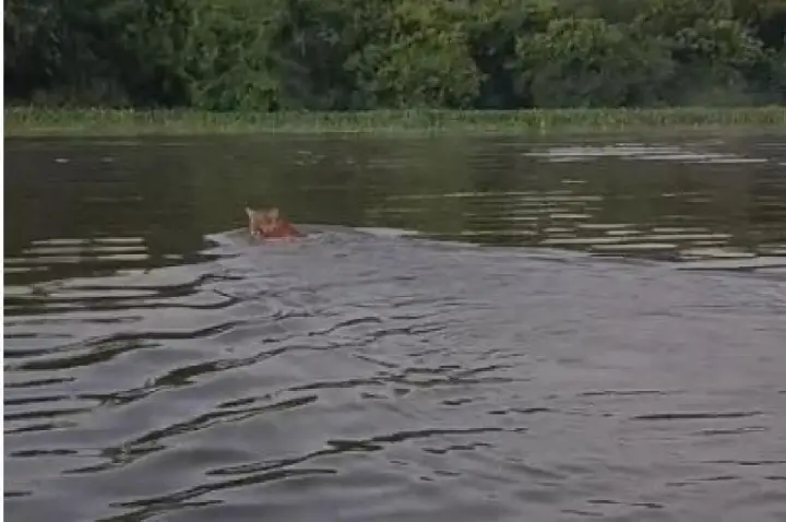 Onça é flagrada por pescadores nadando no Tietê na região; VÍDEO