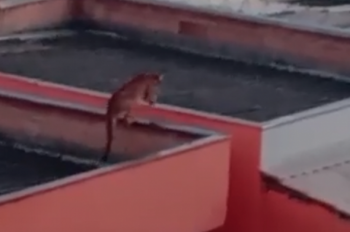 Onça flagrada sobre telhados assusta moradores; VÍDEO