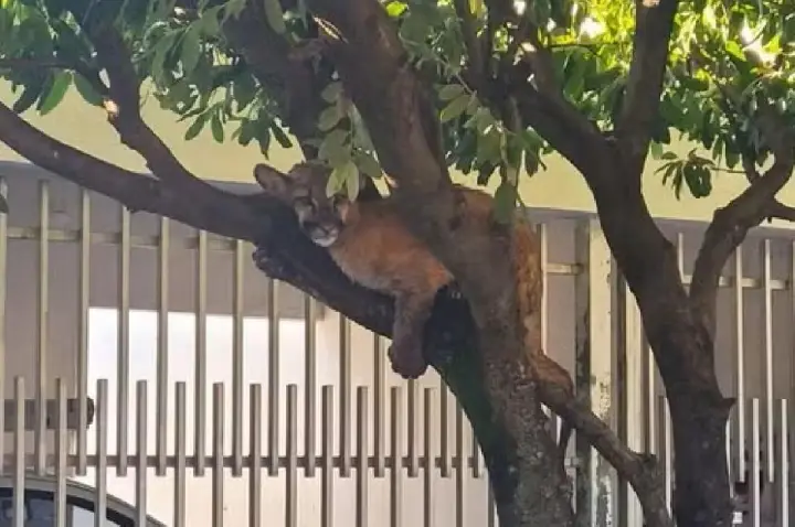 Onça-parda é flagrada em árvore de bairro residencial