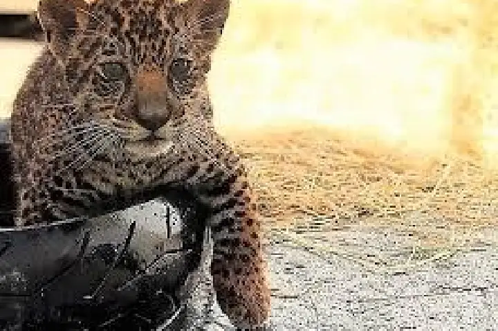 Onça-pintada salva de incêndio no Pantanal tem filhotinho; VÍDEO