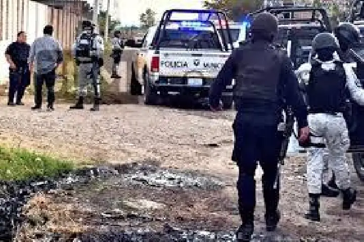 Ônibus atropela búfalo em rodovia de Bariri; animal morreu