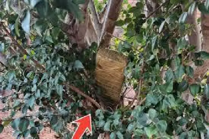 Operação em Arealva flagra droga até em árvore; três são presos