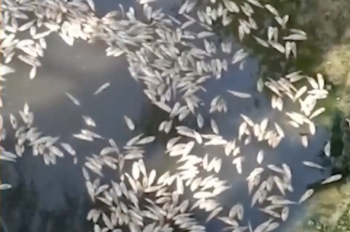 Peixes aparecem mortos em rio e Defesa Civil investiga