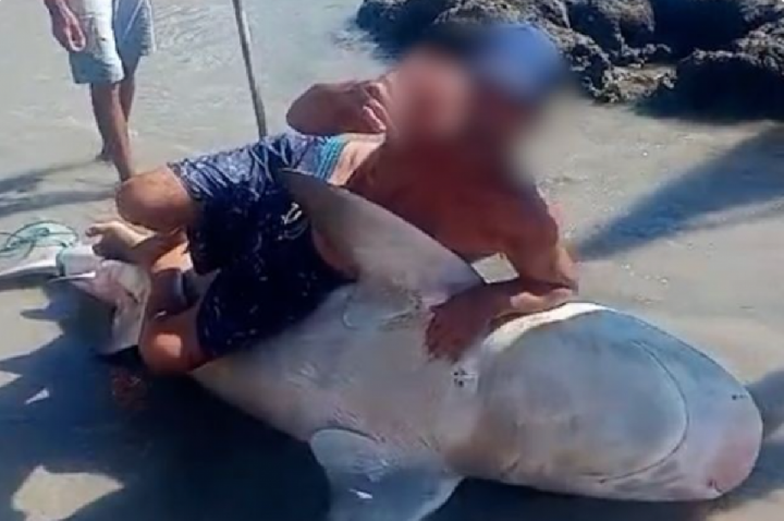 Pescadores mutilam e montam em tubarão; VÍDEO