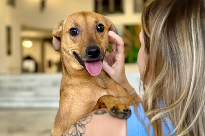 Pets poderão ser enterrados na mesma sepultura de seus tutores