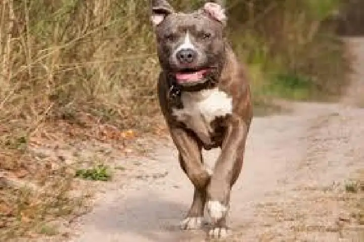 Pitbull ataca menina de 5 anos que andava de bicicleta