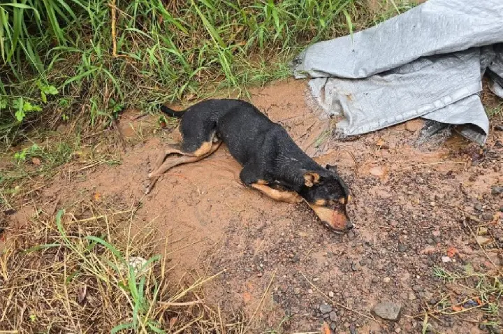 PM Ambiental resgata cão debilitado em estrada de Bauru