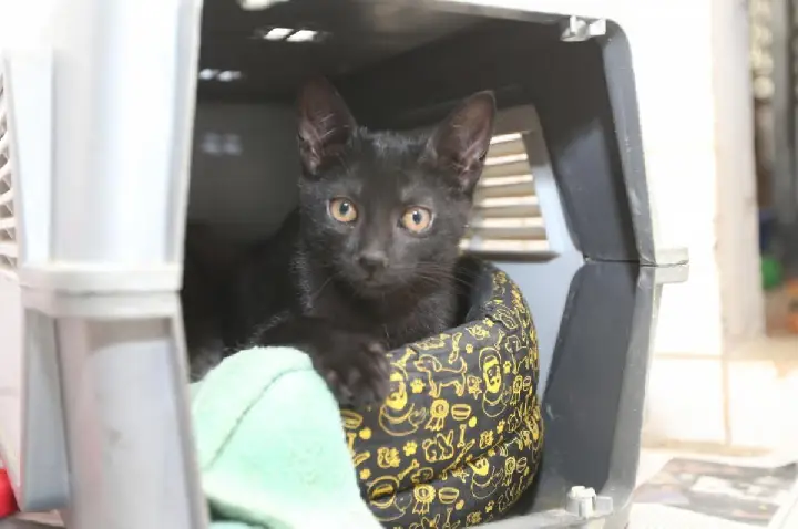 Pode alimentar gatos em condomínio? Justiça condena moradoras