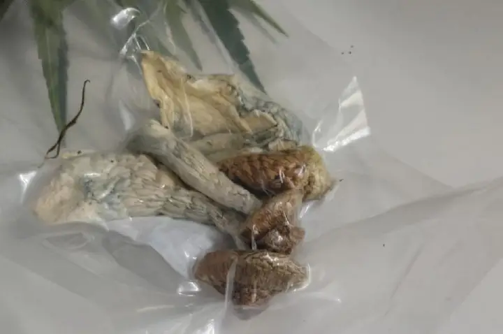 Polícia Civil apreende pés de maconha, óleo da droga e cogumelos
