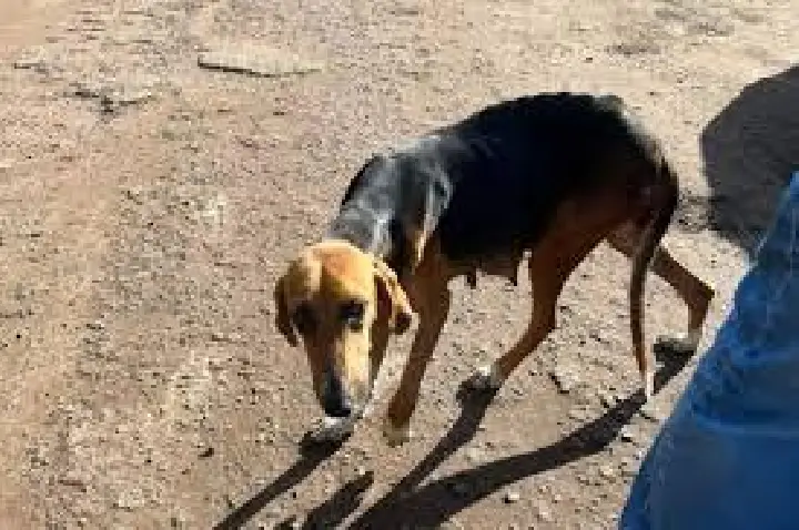 Polícia Civil prende homem por maus-tratos a 12 cães em Itatinga