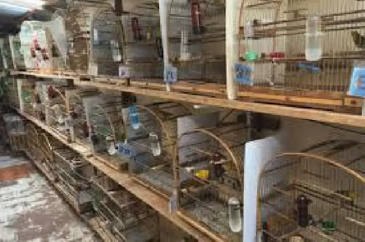 Polícia Federal apreende 78 aves em cativeiro ilegal na região