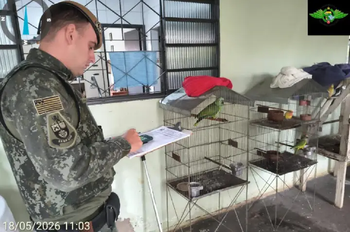 Polícia flagra aves silvestres em cativeiro em Penápolis
