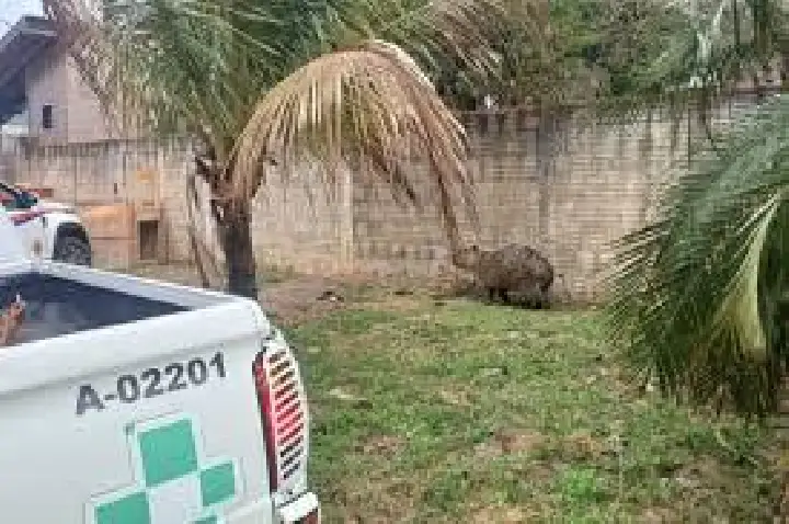 Polícia Militar Ambiental resgata capivara ferida; VÍDEO