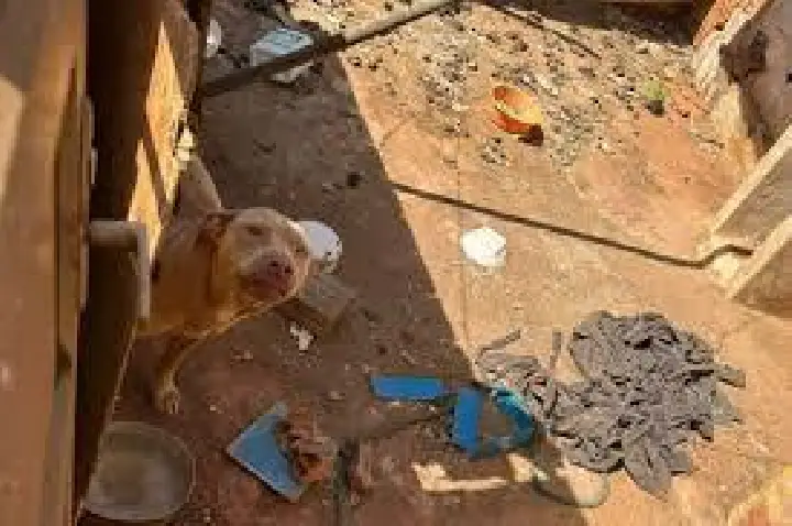 Polícia prende duas pessoas por maus-tratos a cães na região