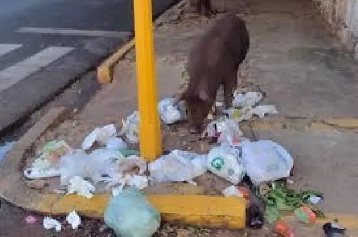 Porco revira lixo em rua de Bauru, embora lei proíba criação