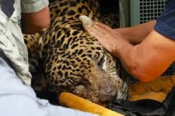 Prática ilegal impede onça-pintada de voltar à natureza; entenda