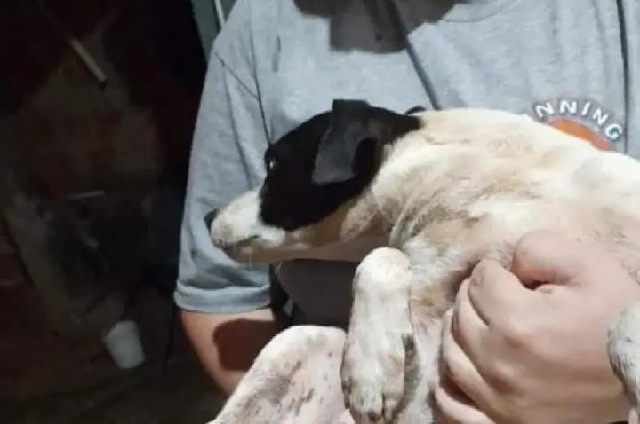Preso condenado por cortar as patas do fox paulistinha 'Uísque'