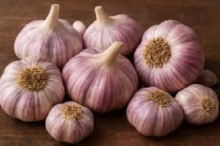 Produção nacional de alho tem alto potencial com biotecnologia